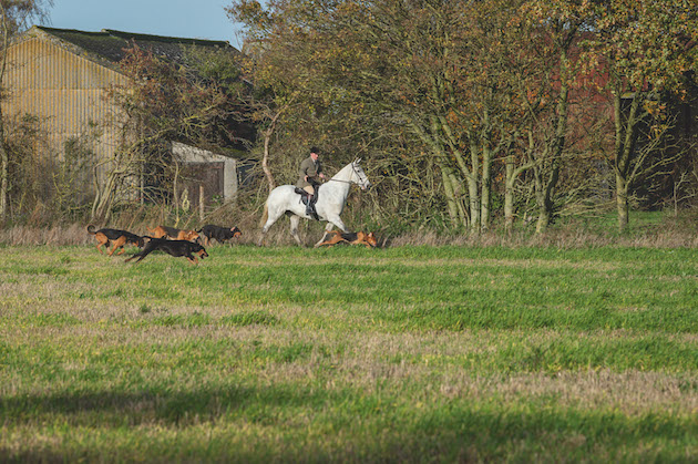 huntsman with bloodhounds 