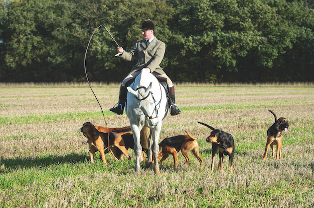 hunt with bloodhounds