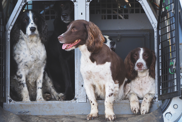 Springer spaniels