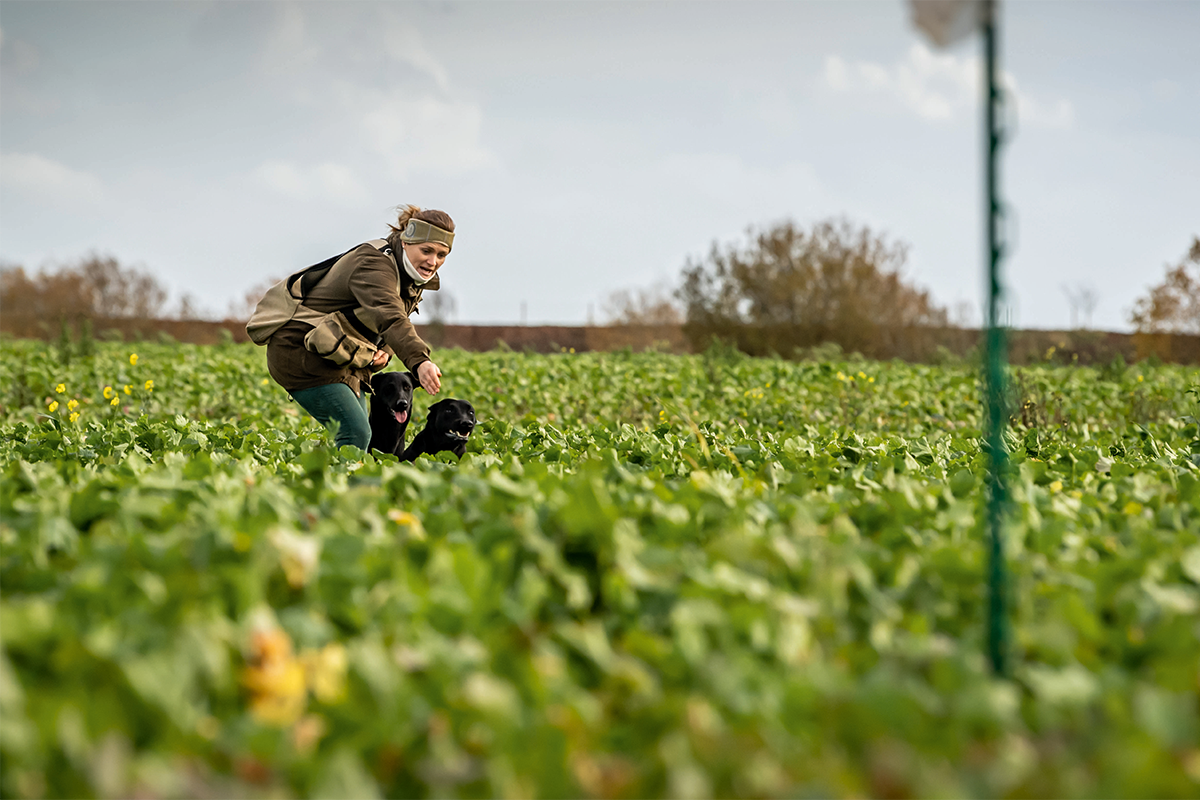 Training young gundogs &#8211; getting the first season right