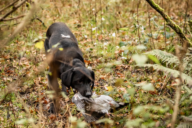 Labrador retrieving pigeon