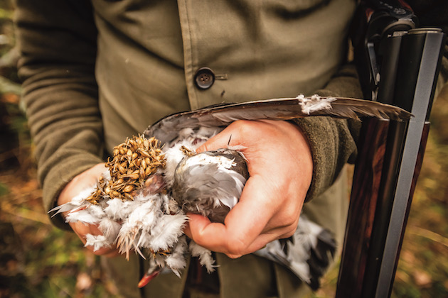 Pigeon crop