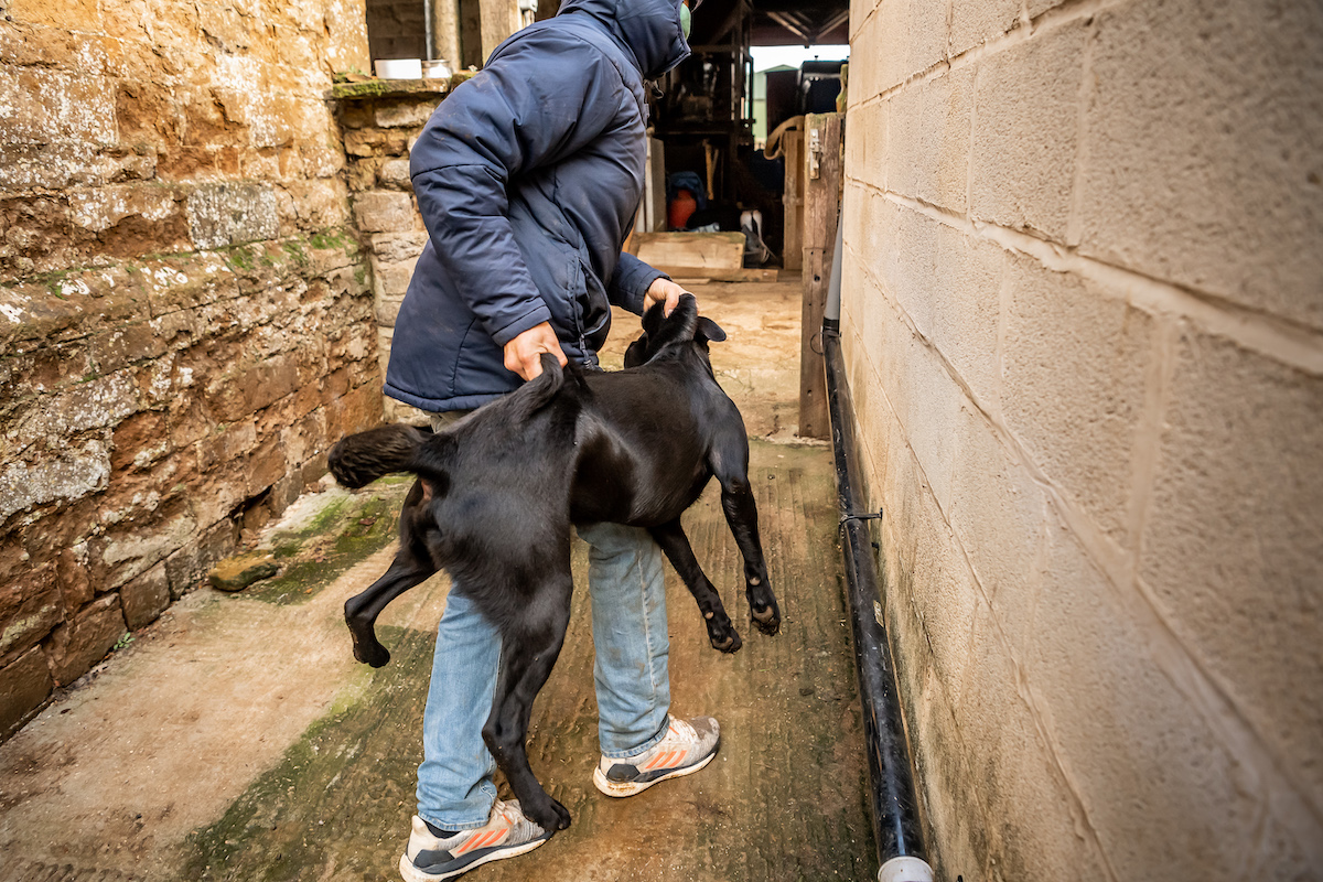 Dog theft is on the rise &#8211; here&#8217;s how to prevent it happening to you