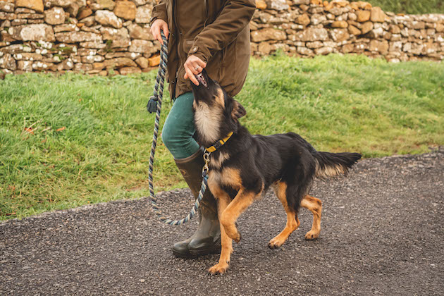 guard dog training 