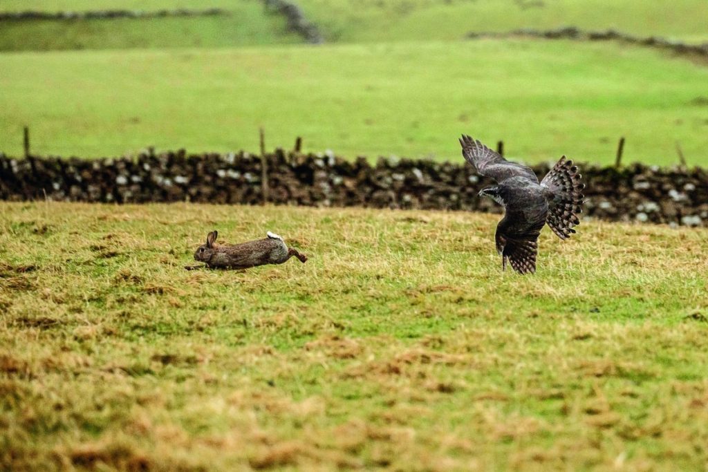 What are the benefits of ferreting with hawks?