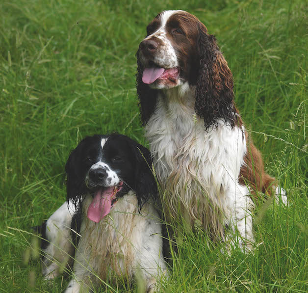 spaniel colours