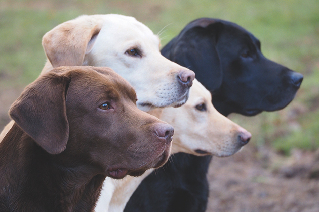 Which is the UK&#8217;s most popular dog breed? And which breeds are in decline?