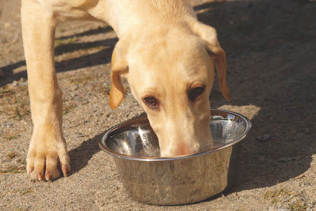 Labrador drinking