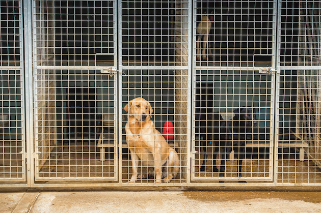 How to choose a kennel set-up for your gundog