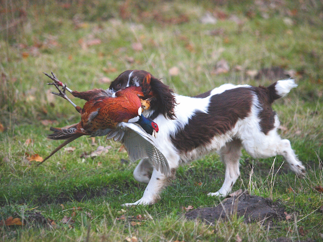 Gundog size 