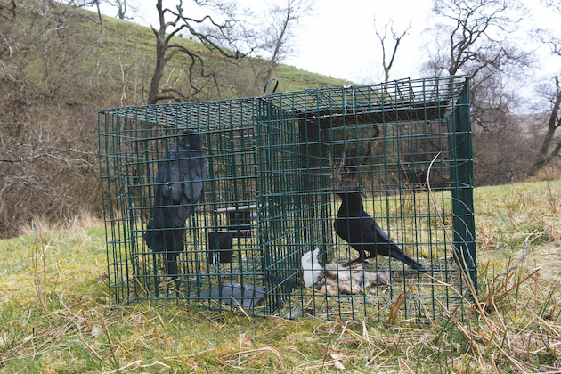 Corvid Larsen trap 