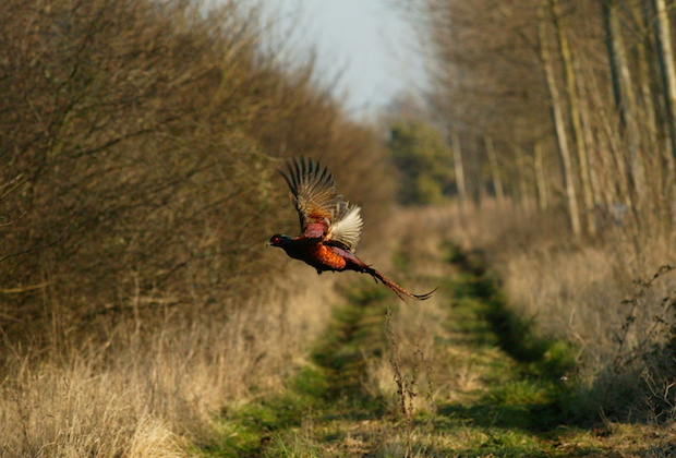 What do you do with birds leftover at the season&#8217;s end?