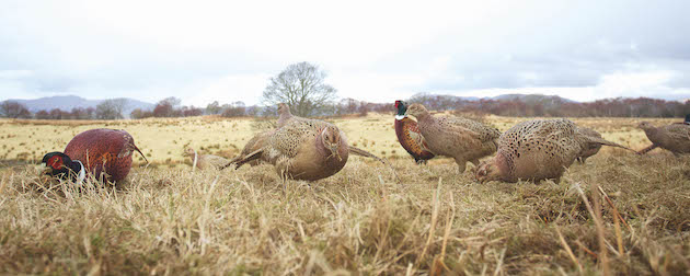 Leftover pheasants