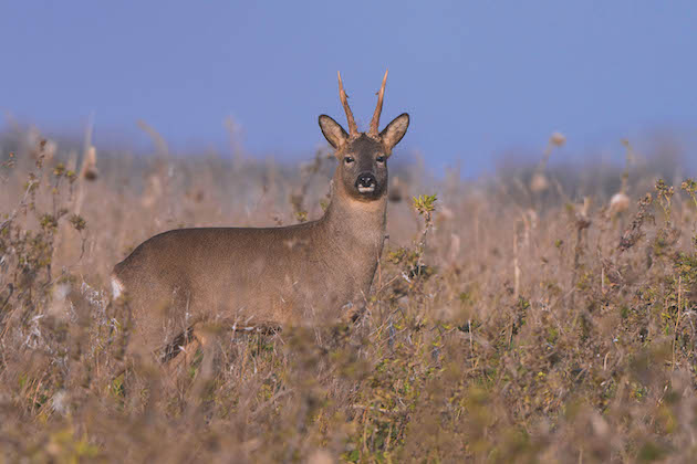 roe deer