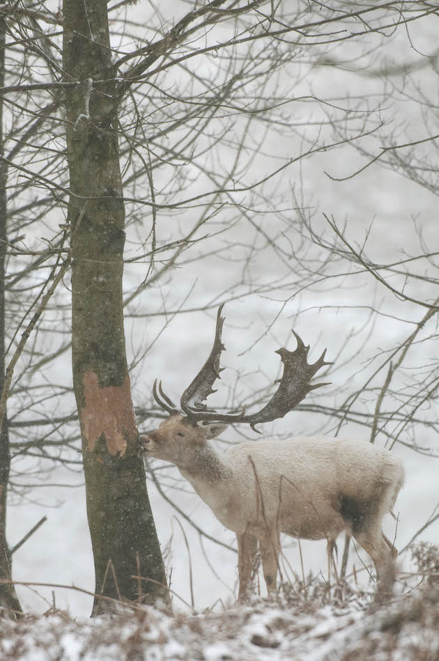deer damaging tree