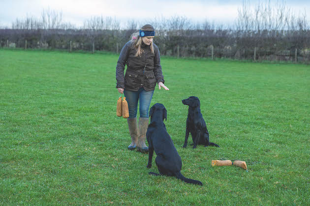 Training gundogs during COVID