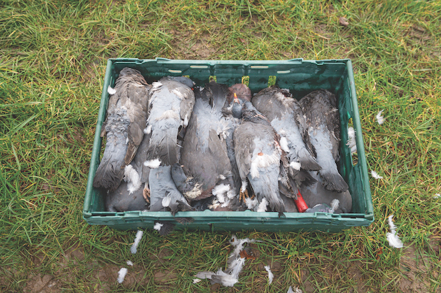 shot pigeons