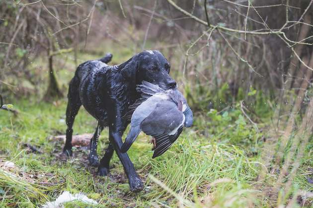Labrador retrieving pigeon 