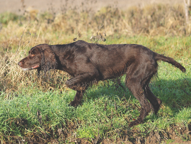 German longhaired pointer