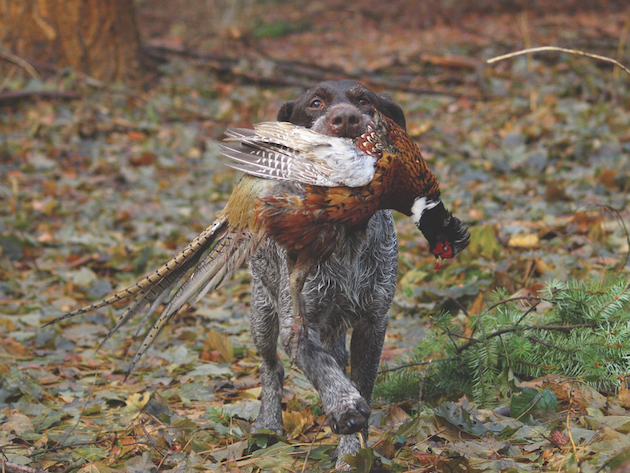 German HPR breeds
