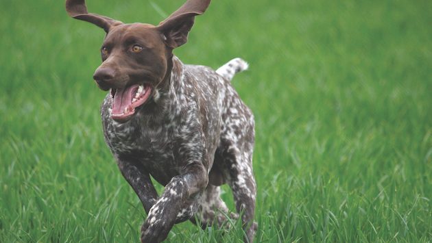 Dogs off leads during nesting season could result in fines