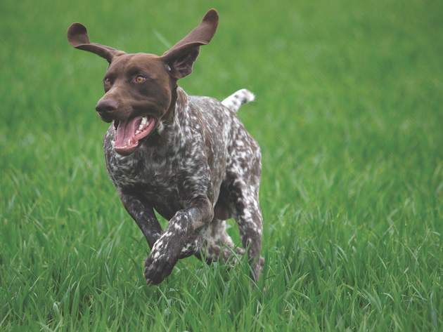 German HPR breeds 