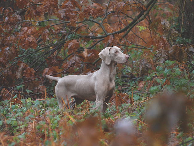 Weimaraner