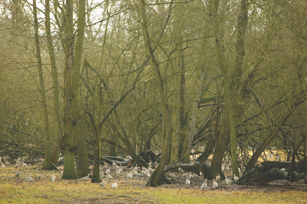 gamebirds