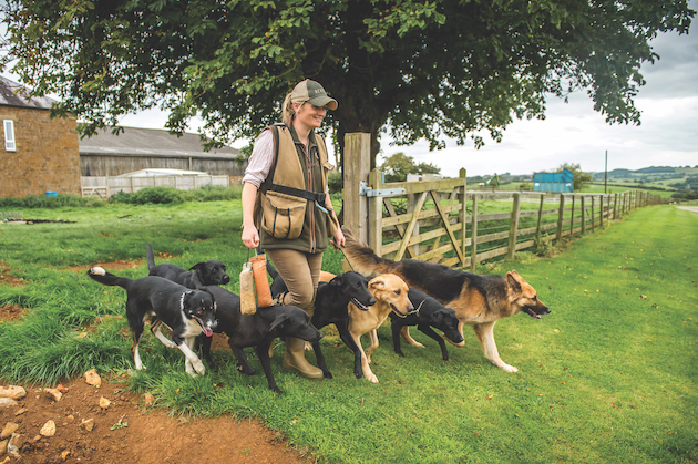 dog training 