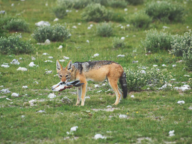 wild canids 