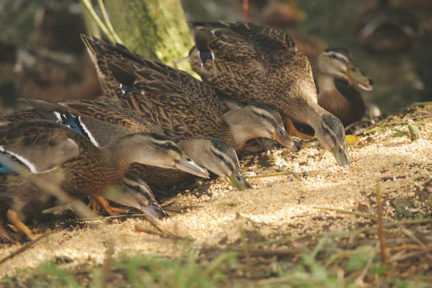 young mallards
