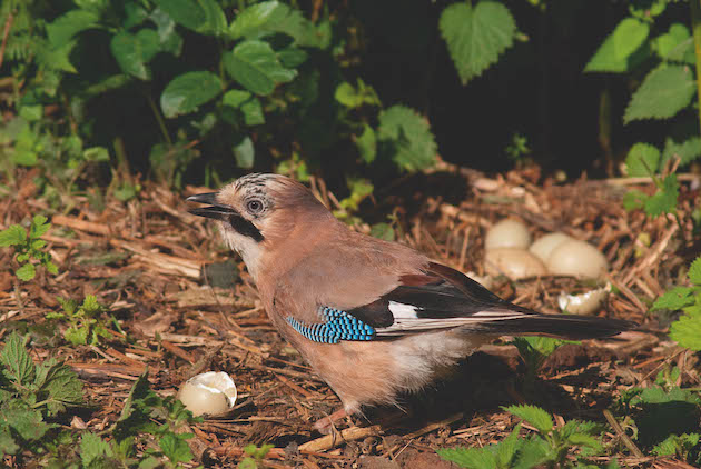 jay eating pheasant egg