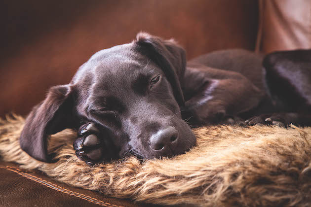 Dogs can suffer from depression too. Here&#8217;s how to help them.
