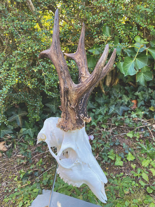 gold medal buck