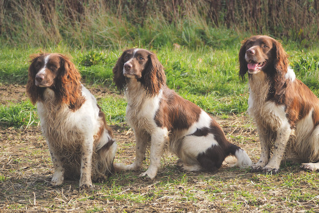 English springer spaniels