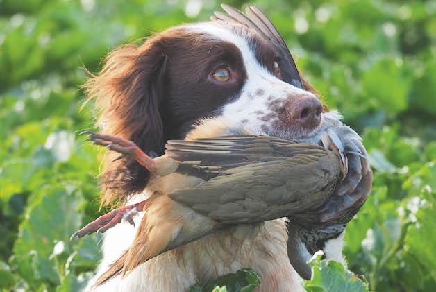 Is it time for super spaniels?