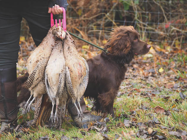 cocker spaniel