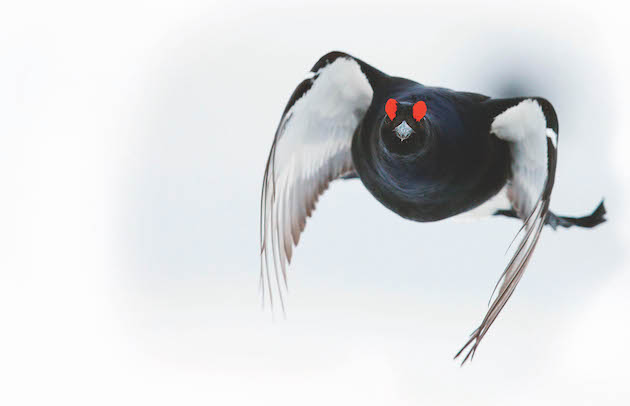 Black grouse