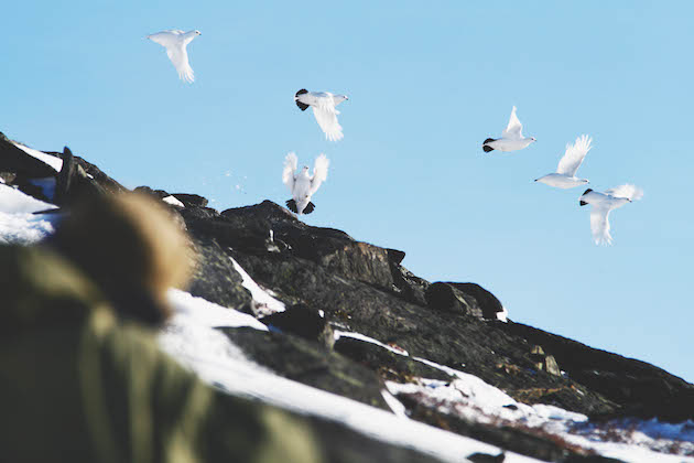 speed of birds