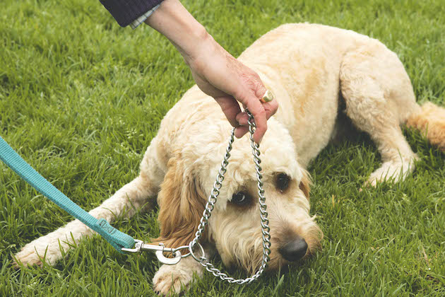 The dangers of choke collars and how they can cause injury