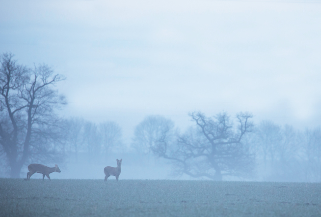 Stalking Chinese water deer
