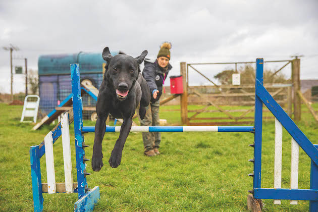 Gundog jumping obstacle 