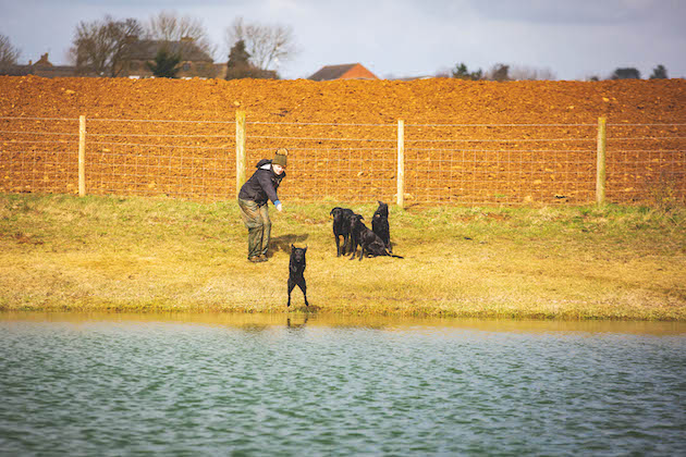 water training gundogs 