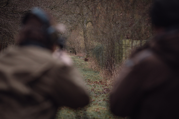 Taking aim at a muntjac