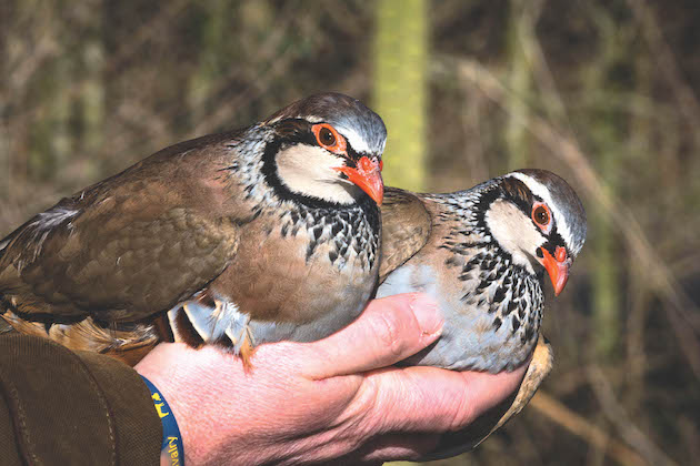 red legged partridges 