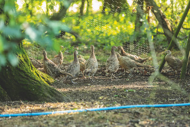 Are ex-layer pheasants worthwhile or a waste of time and money?