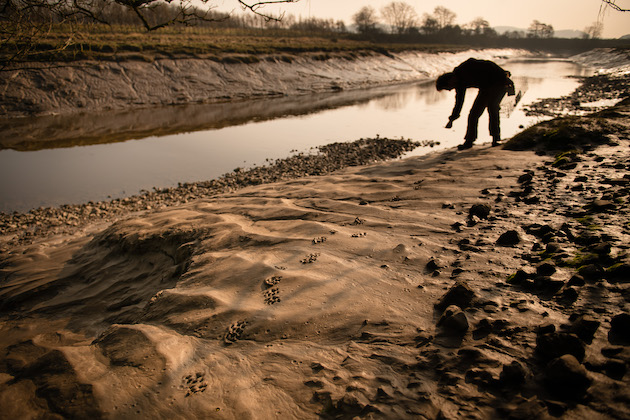 All about the mink and why mink rafts are an effective form of control