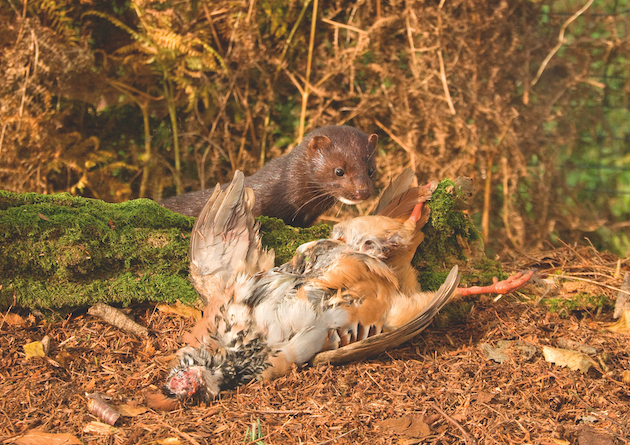 Controlling mink