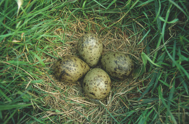 Curlew nest