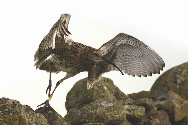 Curlew